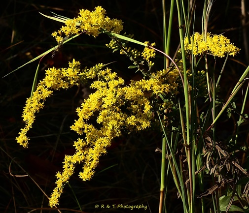 {Solidago nemoralis}